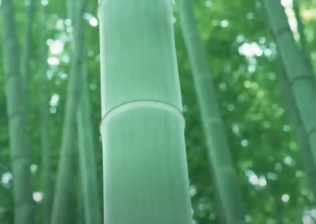 日本エイムのこだわり「竹」